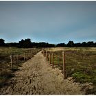 Naturschutzgebiet: Großer Sand in Mainz (II)