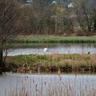 Naturschutzgebiet "Großer Weideteich"