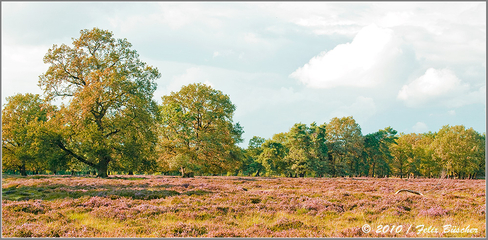 Naturschutzgebiet "Heiliges Meer" im Münsterland