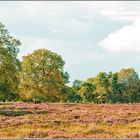 Naturschutzgebiet "Heiliges Meer" im Münsterland