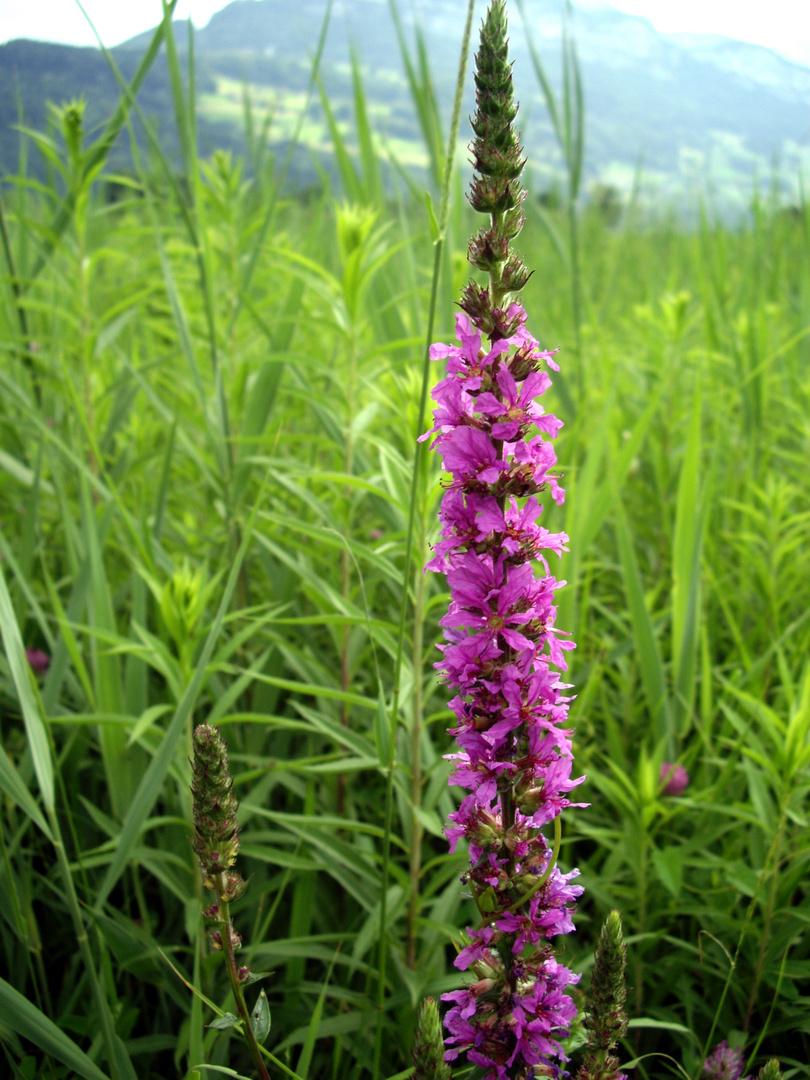 Naturschutzgebiet Hopfräben in Brunnen