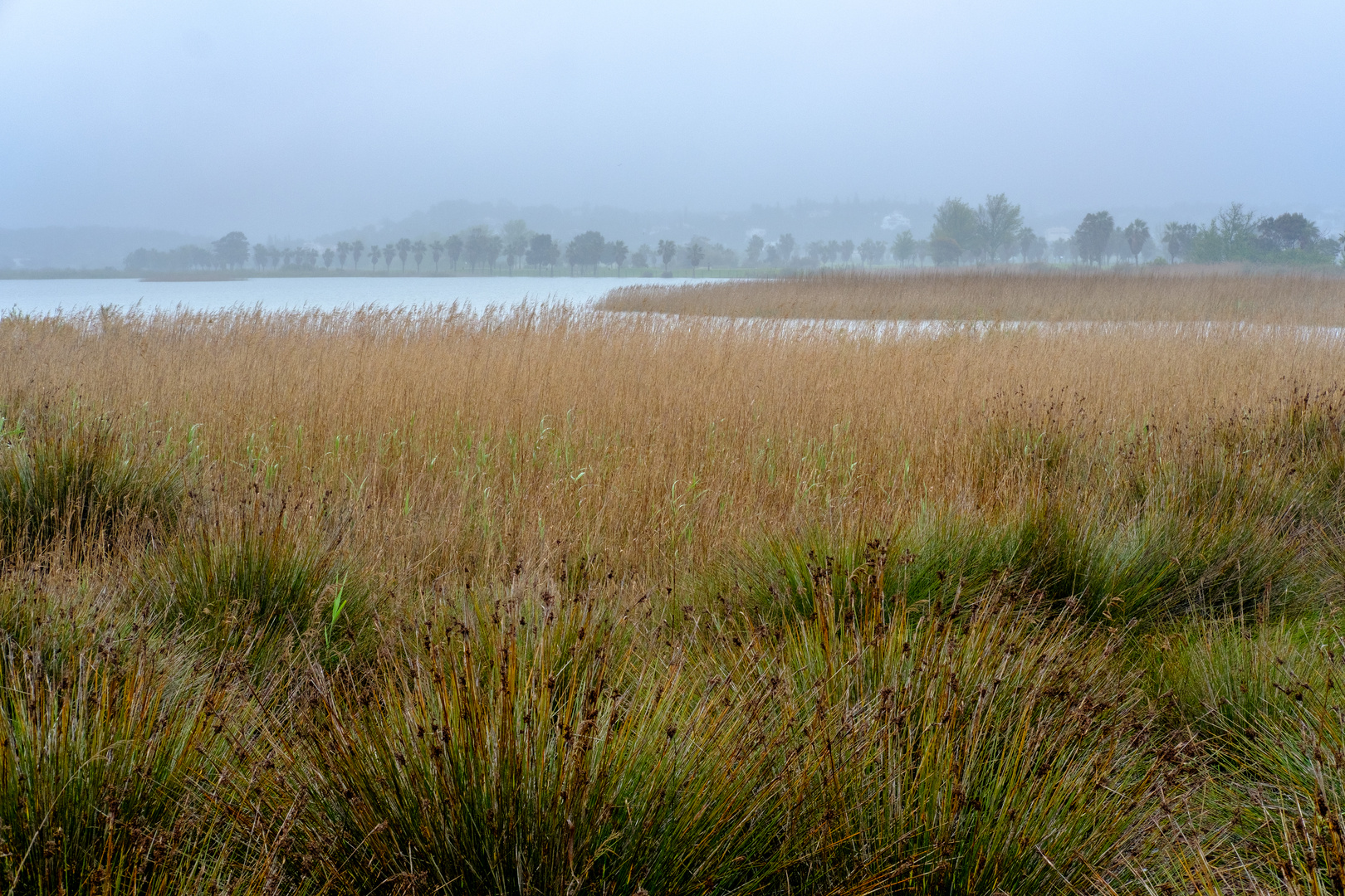 Naturschutzgebiet im Nebel