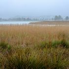 Naturschutzgebiet im Nebel