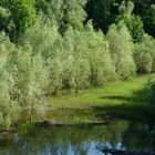Naturschutzgebiet 'In den Eichen' - Polle a.d. Weser