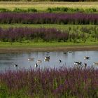 Naturschutzgebiet in Lippetal.