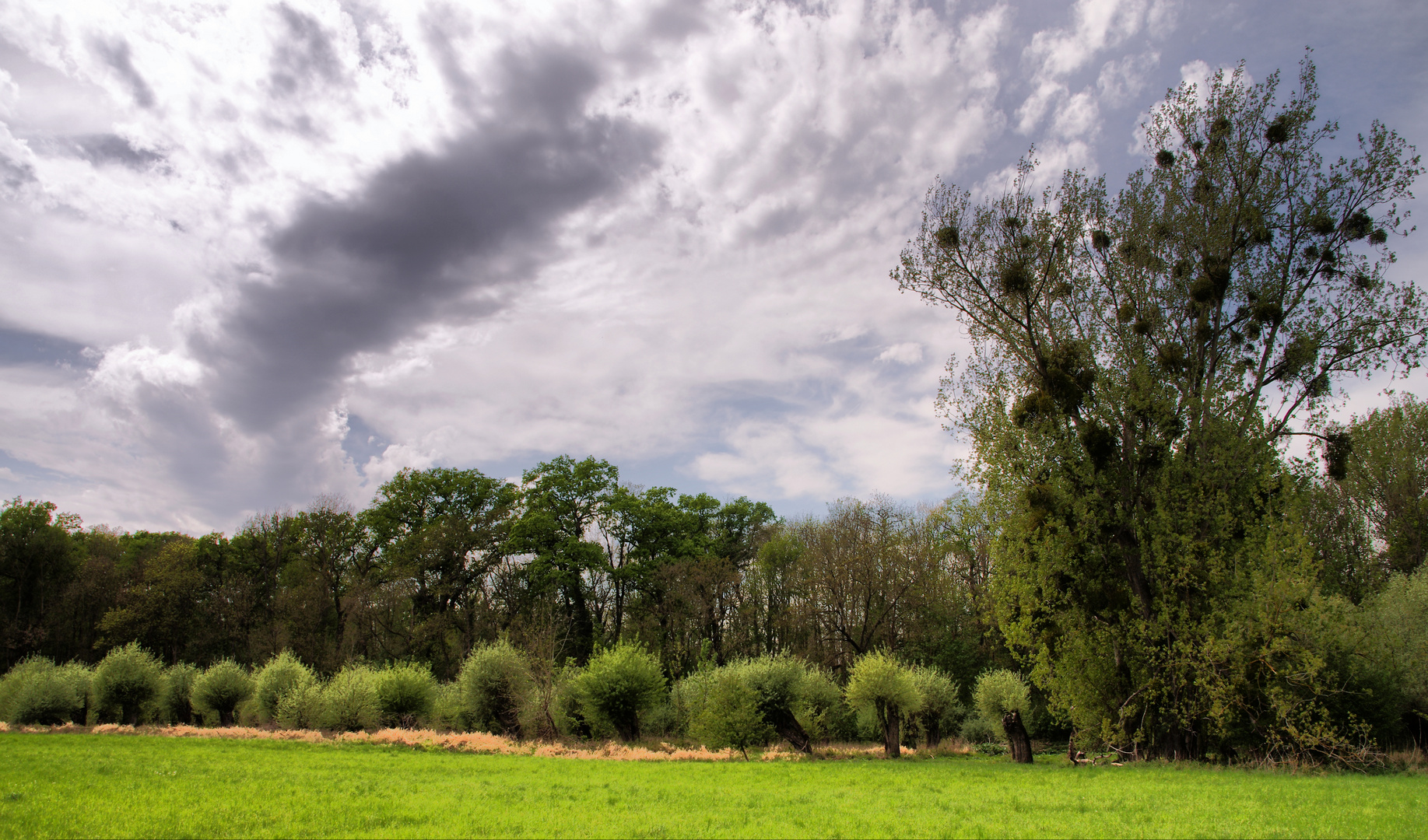 Naturschutzgebiet Kühkopf