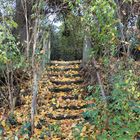 Naturschutzgebiet Kühkopf im Herbst -Schusterwörth-