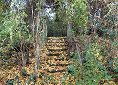 Naturschutzgebiet Kühkopf im Herbst -Schusterwörth-