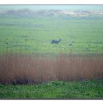 Naturschutzgebiet" Leinepolder" in morgendlicher Nebelstimmung.