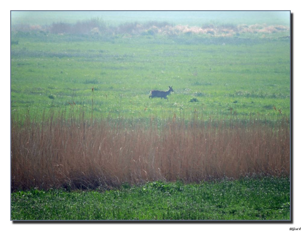 Naturschutzgebiet" Leinepolder" in morgendlicher Nebelstimmung.