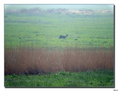 Naturschutzgebiet" Leinepolder" in morgendlicher Nebelstimmung.