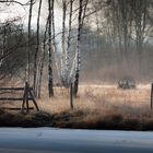 Naturschutzgebiet L'étang St Ladre in Boves