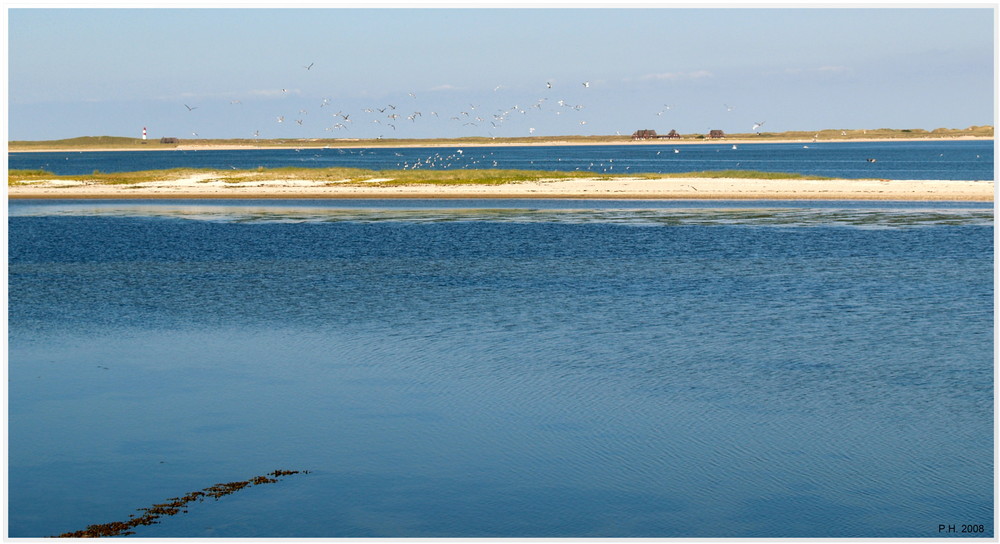 Naturschutzgebiet List/Sylt (2)