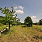 Naturschutzgebiet "Mauerweg" (Streuobstwiese)..........