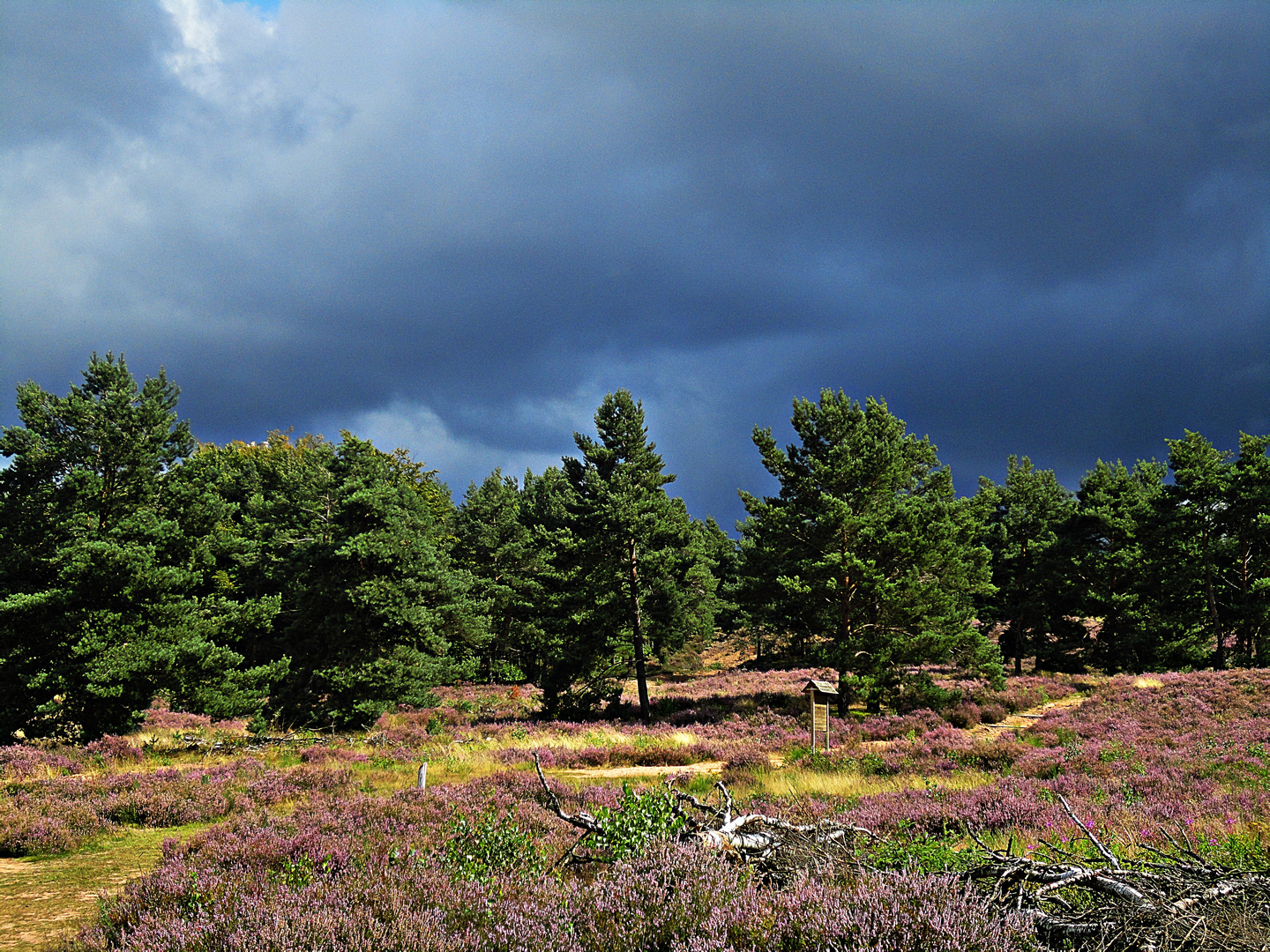 Naturschutzgebiet Mehlinger Heide