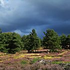 Naturschutzgebiet Mehlinger Heide