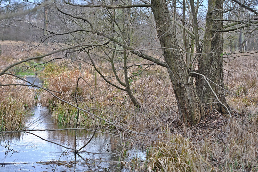 Naturschutzgebiet -Möster Birken-