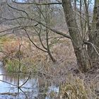 Naturschutzgebiet -Möster Birken-