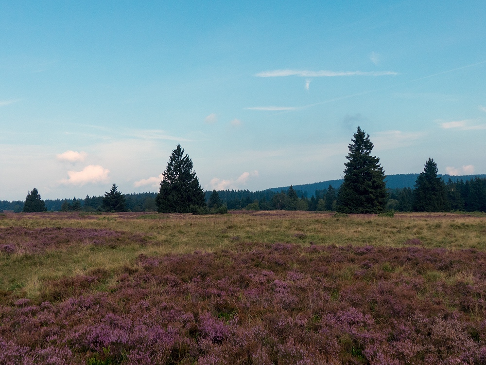 Naturschutzgebiet Neuer Hagen