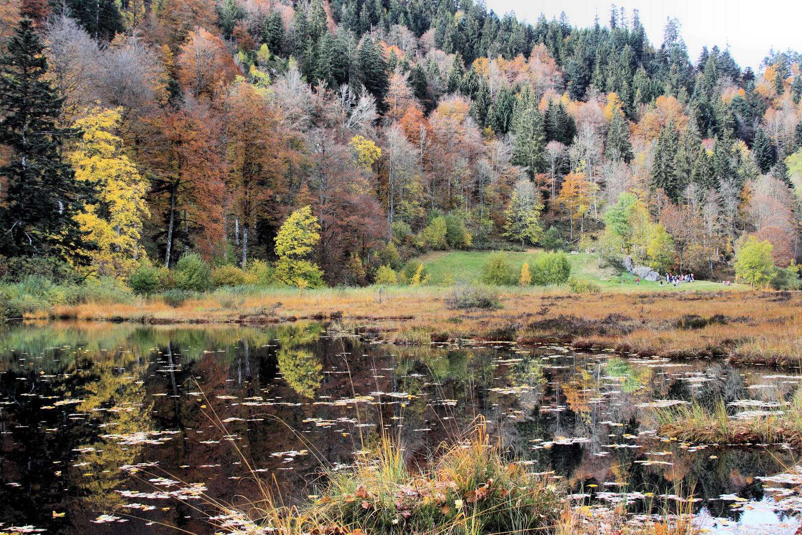 Naturschutzgebiet Nonnenmattweiher in Herbststimmung ...