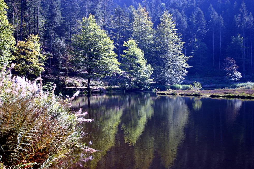 Naturschutzgebiet Nonnenmattweiher (Little Canada)