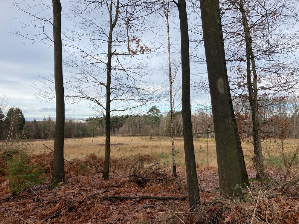 Naturschutzgebiet Ohligser Heide