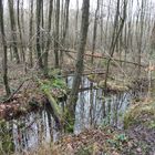 Naturschutzgebiet Ohligser Heide