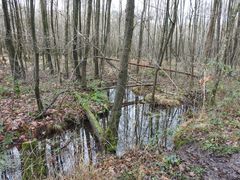 Naturschutzgebiet Ohligser Heide