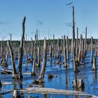 Naturschutzgebiet Peenelandschaft