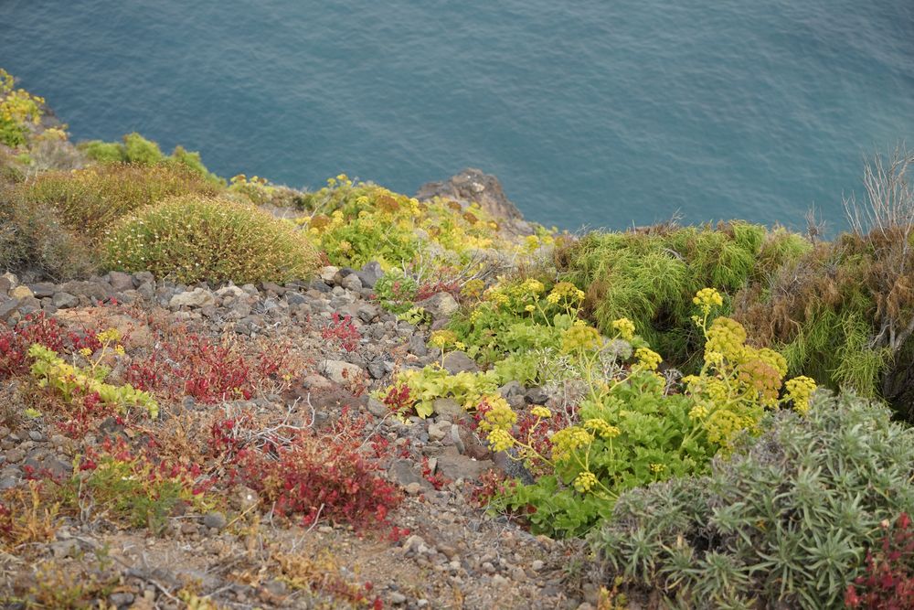 Naturschutzgebiet Punta Llana (1)