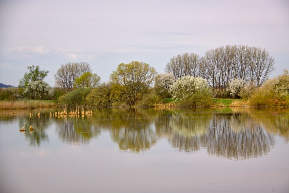 Naturschutzgebiet Reinheimer Teiche von Kalle DA 