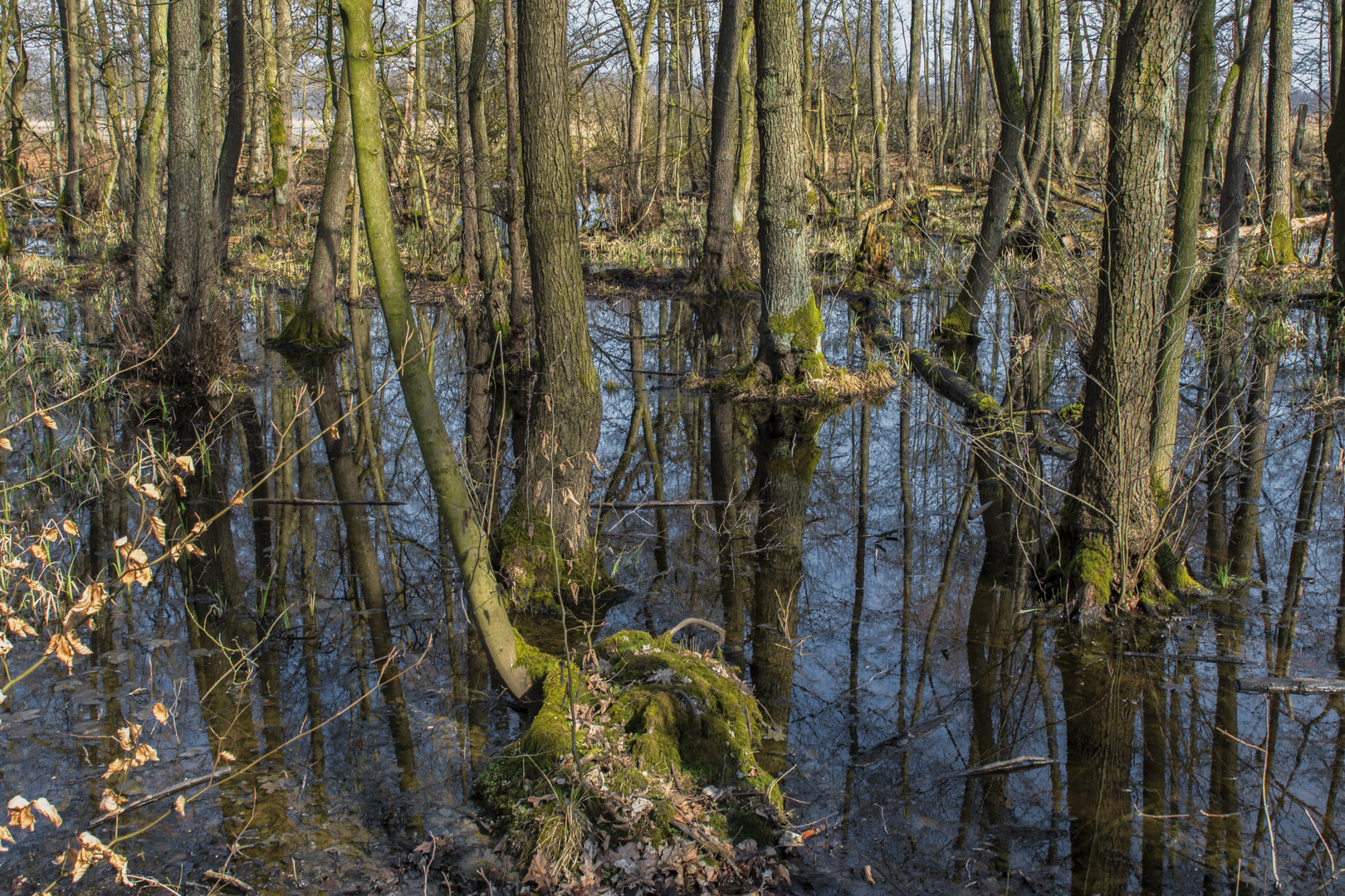 Naturschutzgebiet Riddagshausen