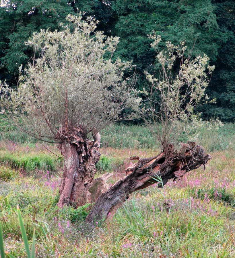 Naturschutzgebiet Riethbenden 4