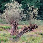 Naturschutzgebiet Riethbenden 4