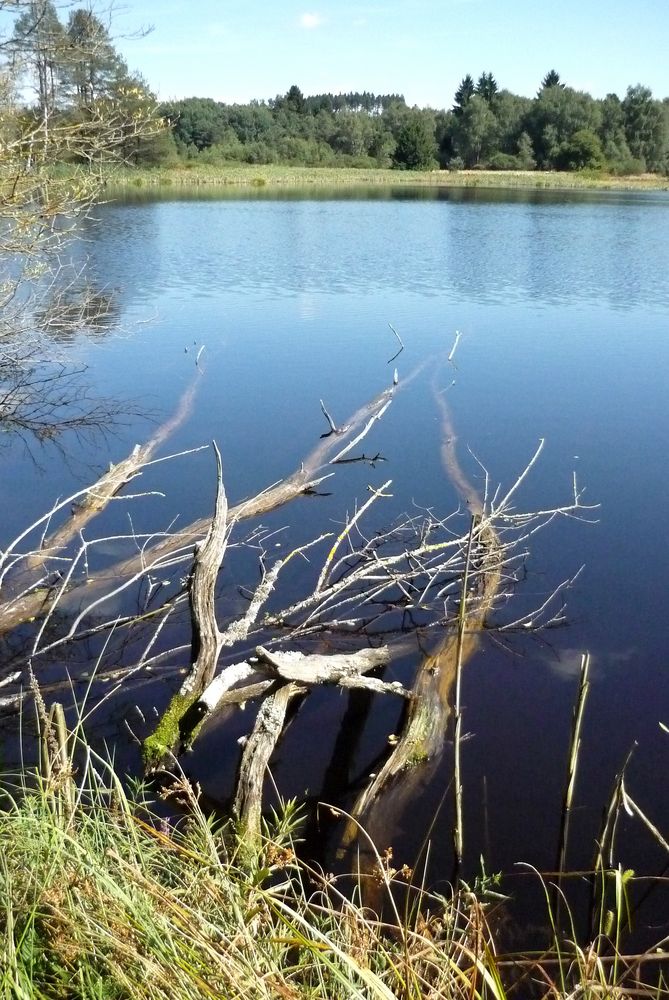 Naturschutzgebiet Schwenninger Moos von Regine Brossmann 