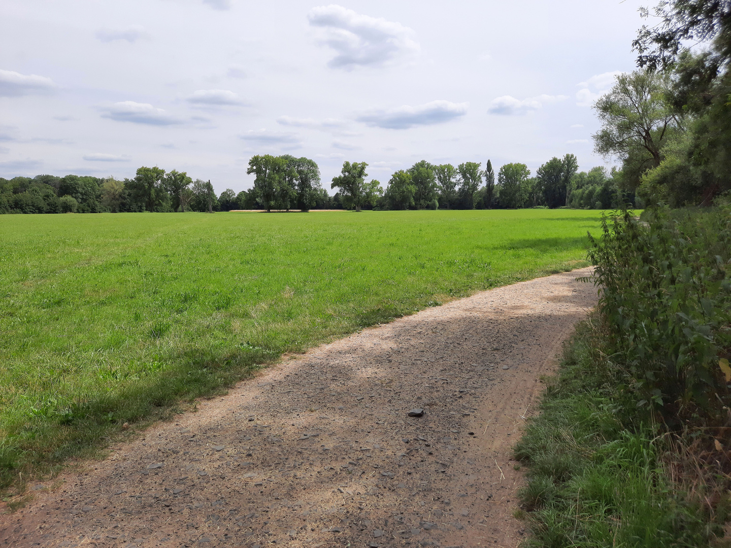 Naturschutzgebiet Siegauen auf Bonner Stadtgebiet.