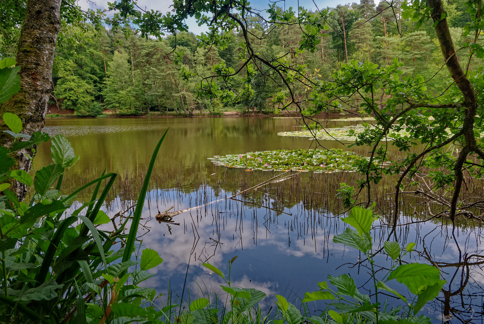 Naturschutzgebiet Sippersfelder Weiher