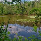 Naturschutzgebiet Sippersfelder Weiher