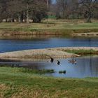 Naturschutzgebiet Steinhorster Becken