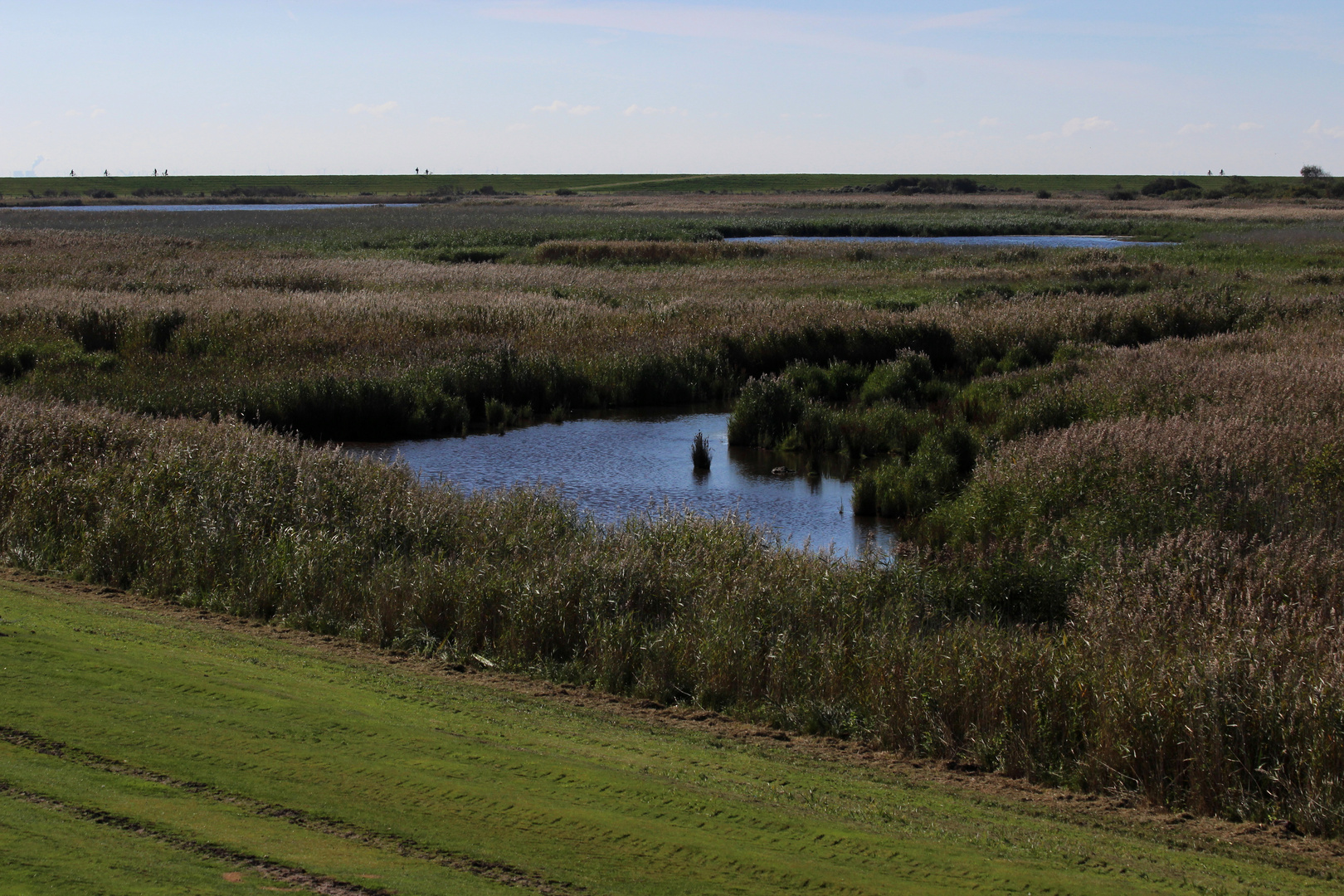 Naturschutzgebiet Südpolder auf Norderney