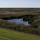 Naturschutzgebiet Südpolder auf Norderney