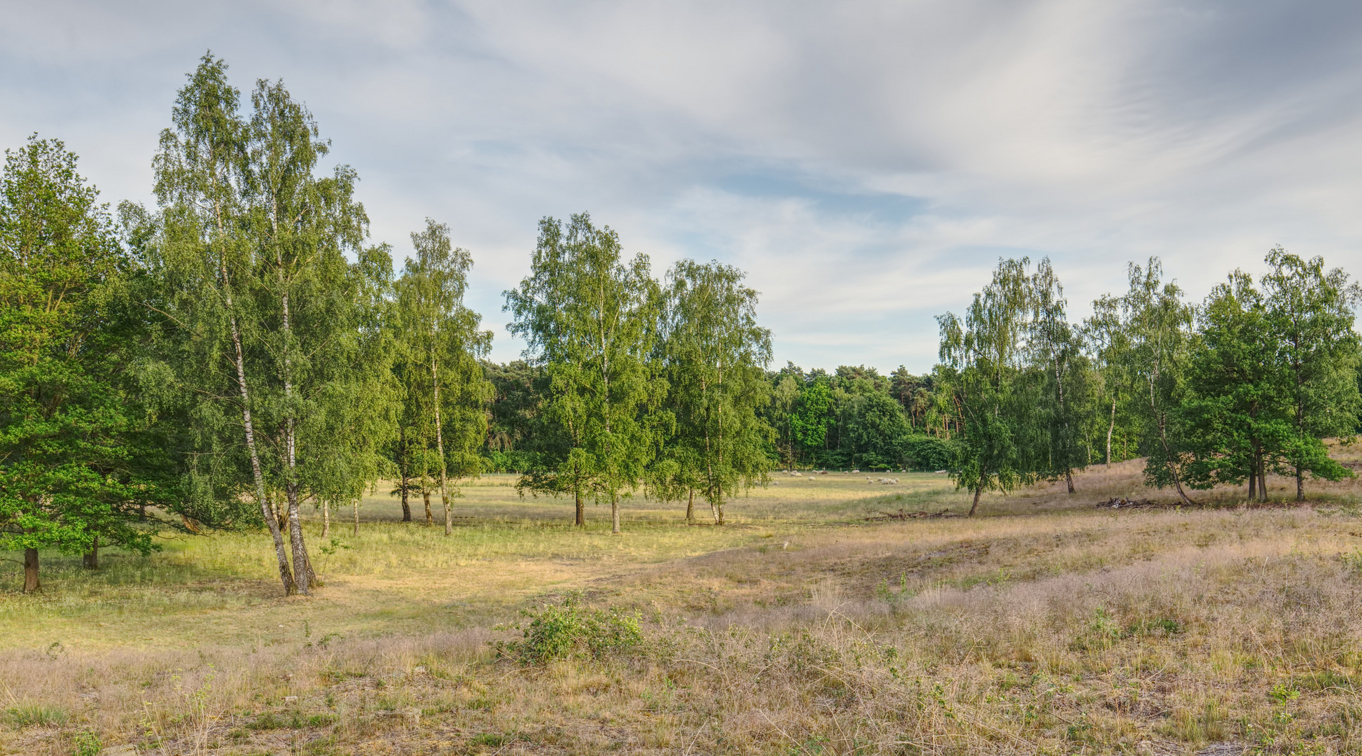 *** Naturschutzgebiet Tillenberge ***