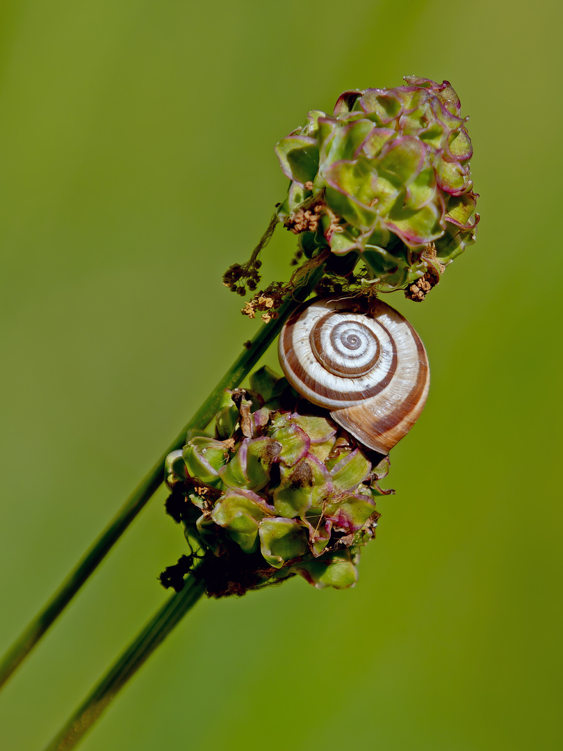 Naturschutzgebiet Totengrin