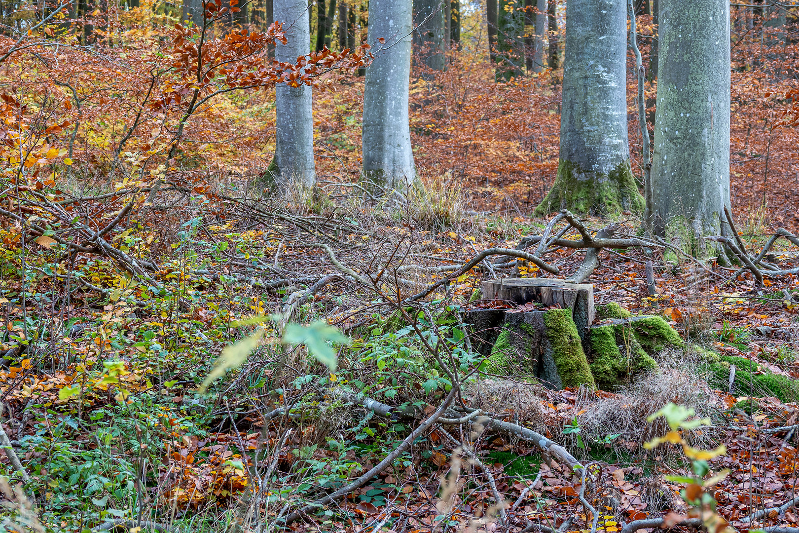 Naturschutzgebiet Unteres Recknitztal