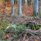 Naturschutzgebiet Unteres Recknitztal