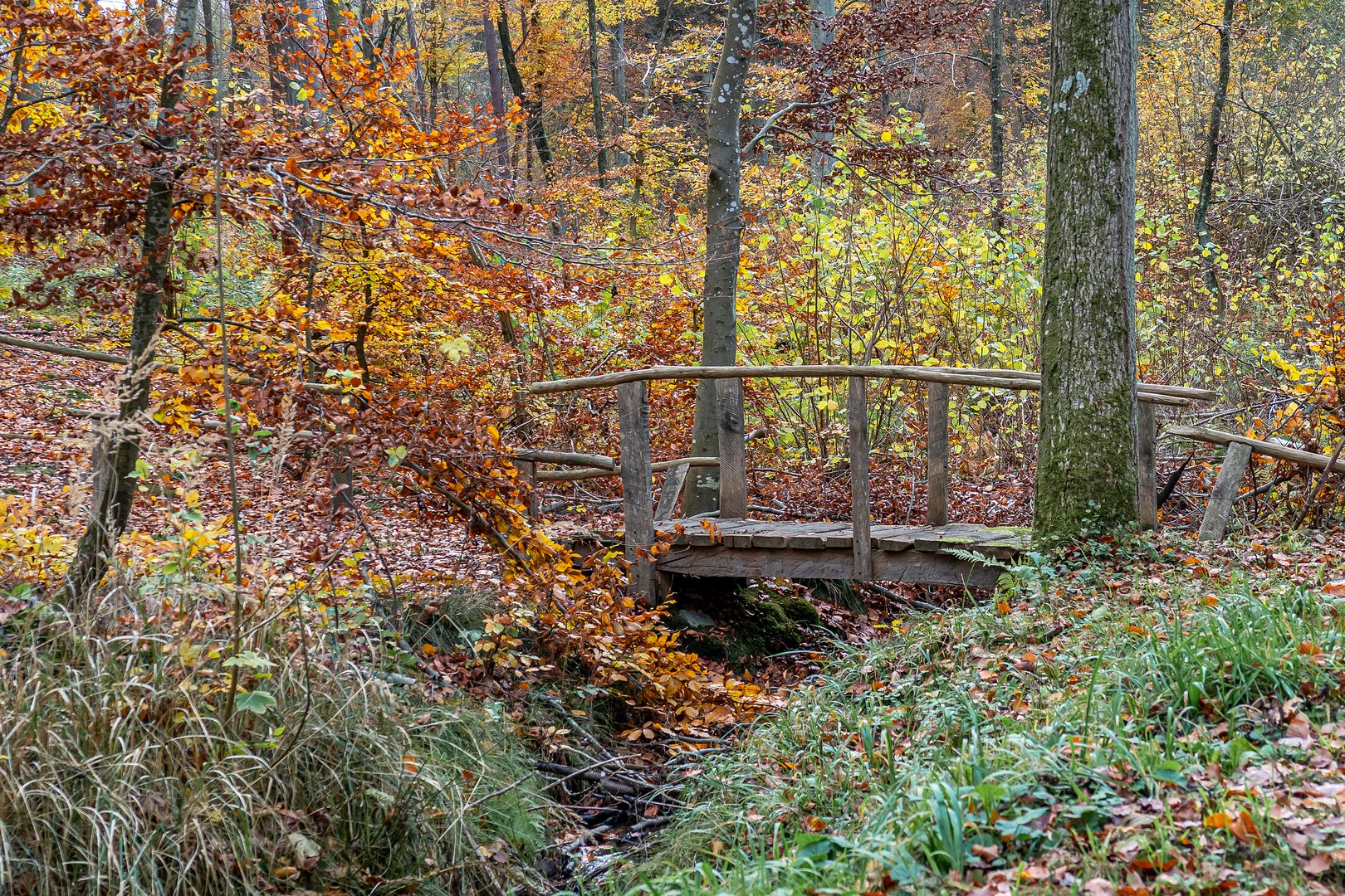 Naturschutzgebiet Unteres Recknitztal