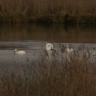 Naturschutzgebiet Wagbachniederung