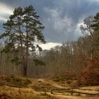 Naturschutzgebiet Wittenbergen in Hamburg an der Elbe ...