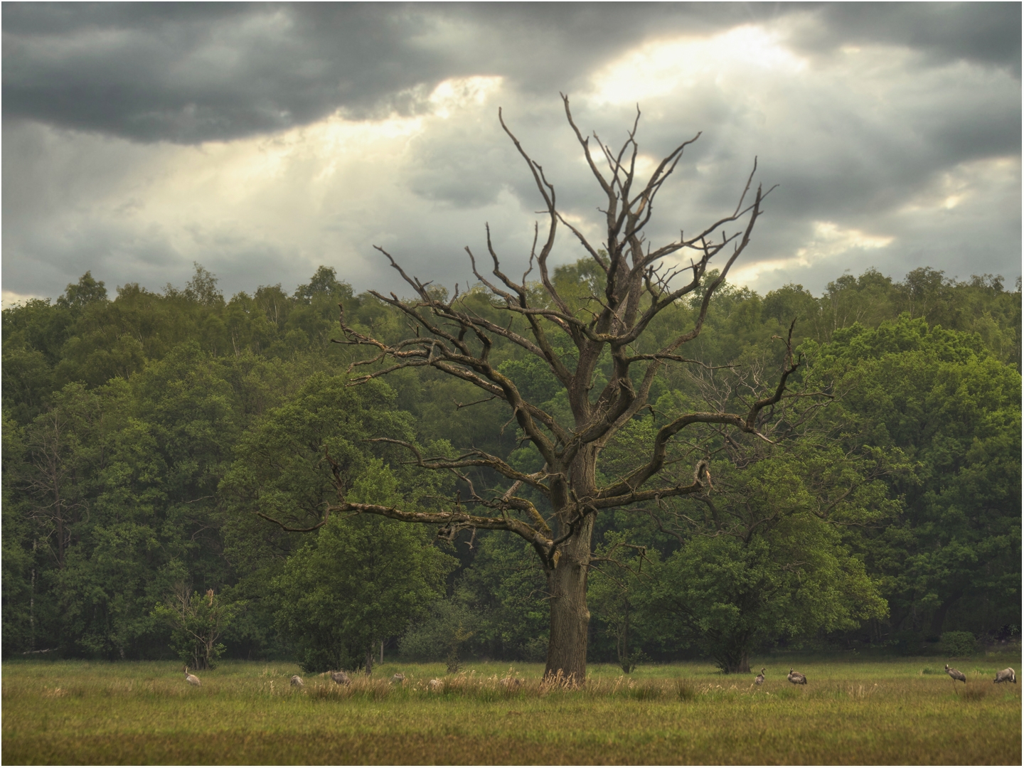 Naturschutzgebiet Wittmoor