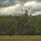 Naturschutzgebiet Wittmoor